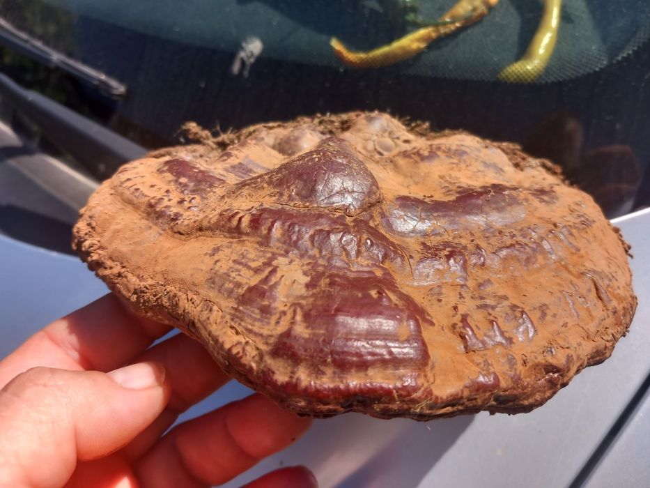 Ganoderma resinaceum