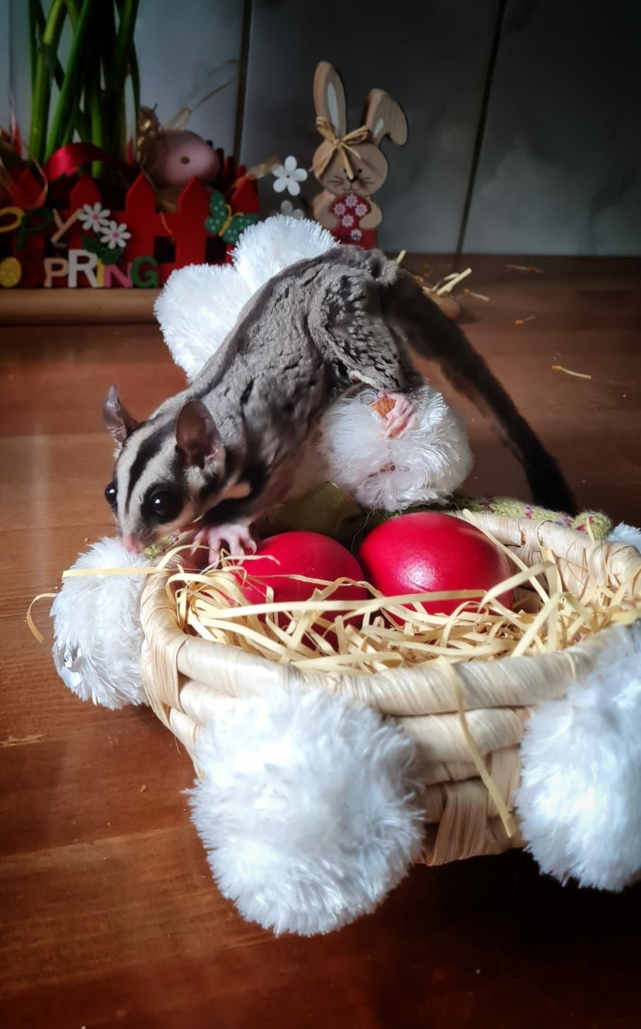 Sugarglider - Veverita marsupială zburatoare