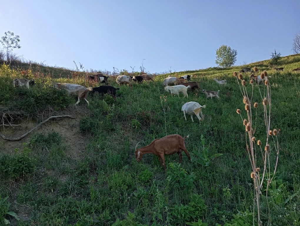 Vând capre bune de lapte