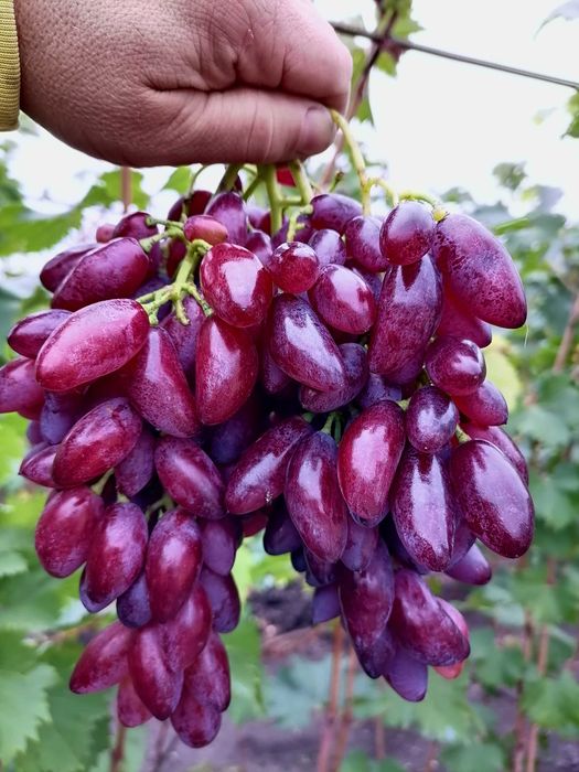 Butasi Vita De Vie Soiul Beni Pizzutelo