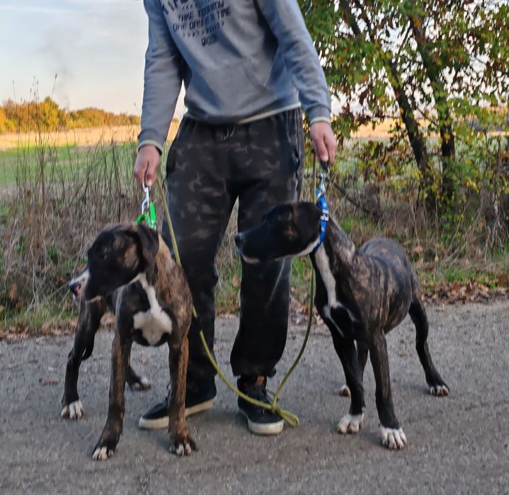 Дого аржентино/преса канарио