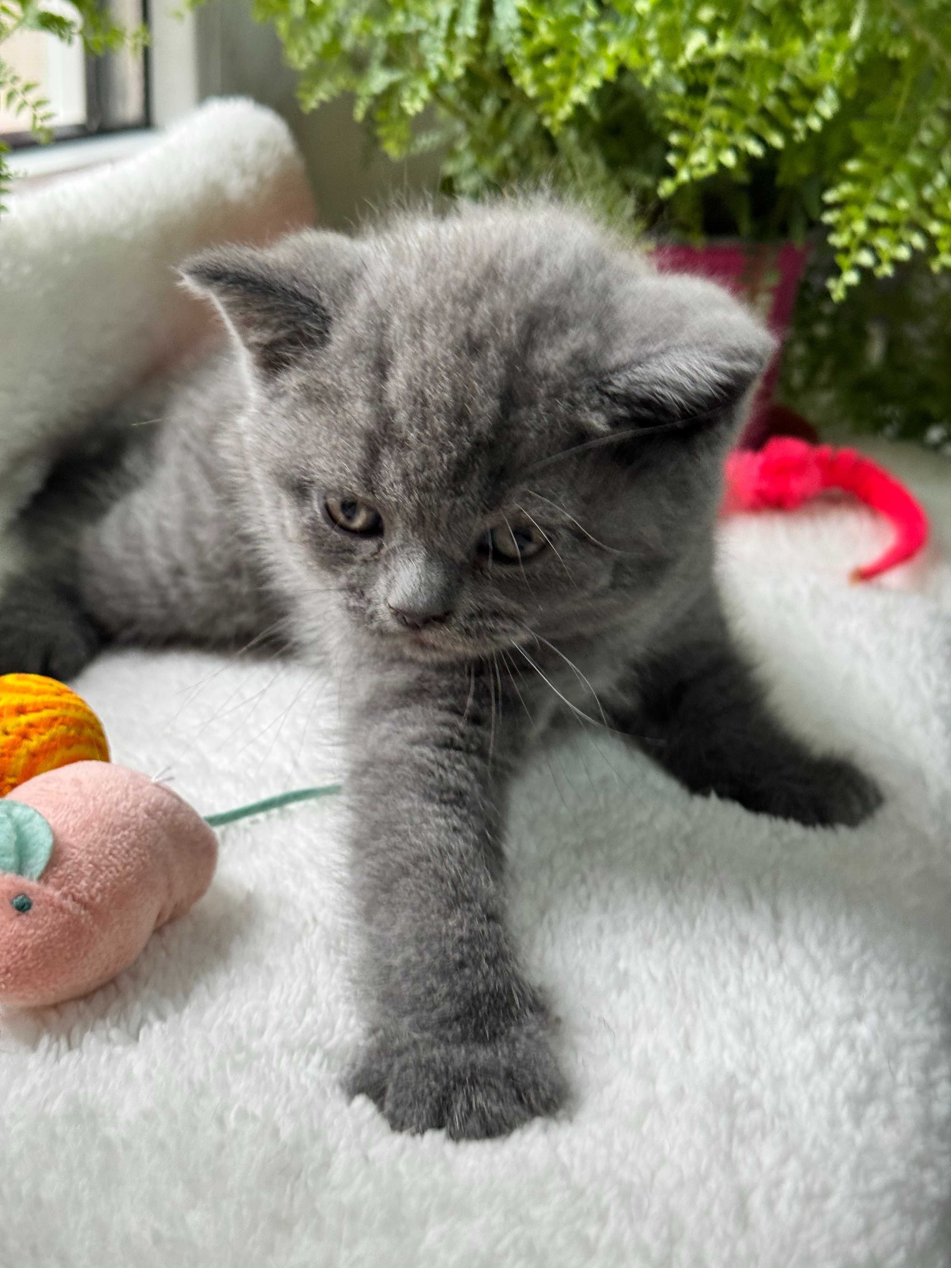 Продам вислоухих котят-девочек, 1.5 месяца.