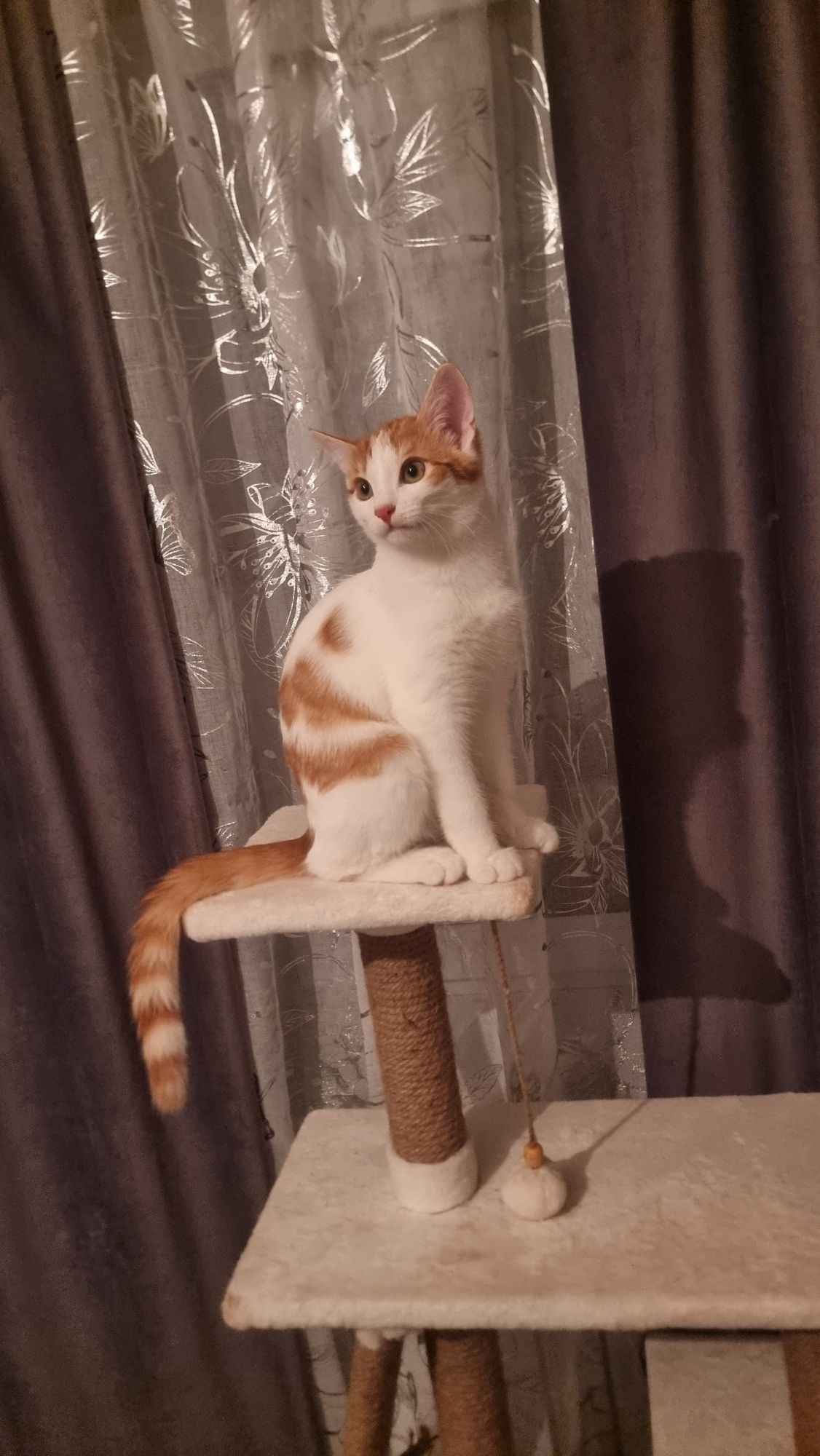 Домашние котята.