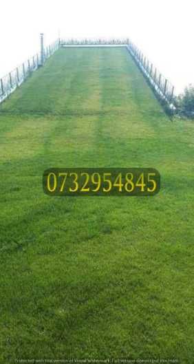 Gazon Englezesc Premium – Verde Intens Tot Anul