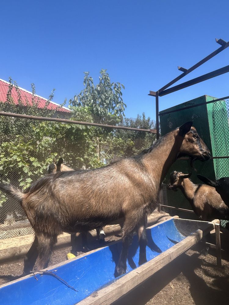 сауынды ешкілер бар сатылады арзан багада