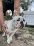 Buldog francez mascul