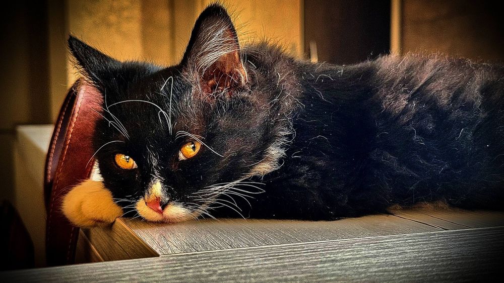 Котенок мальчик очень ласковый