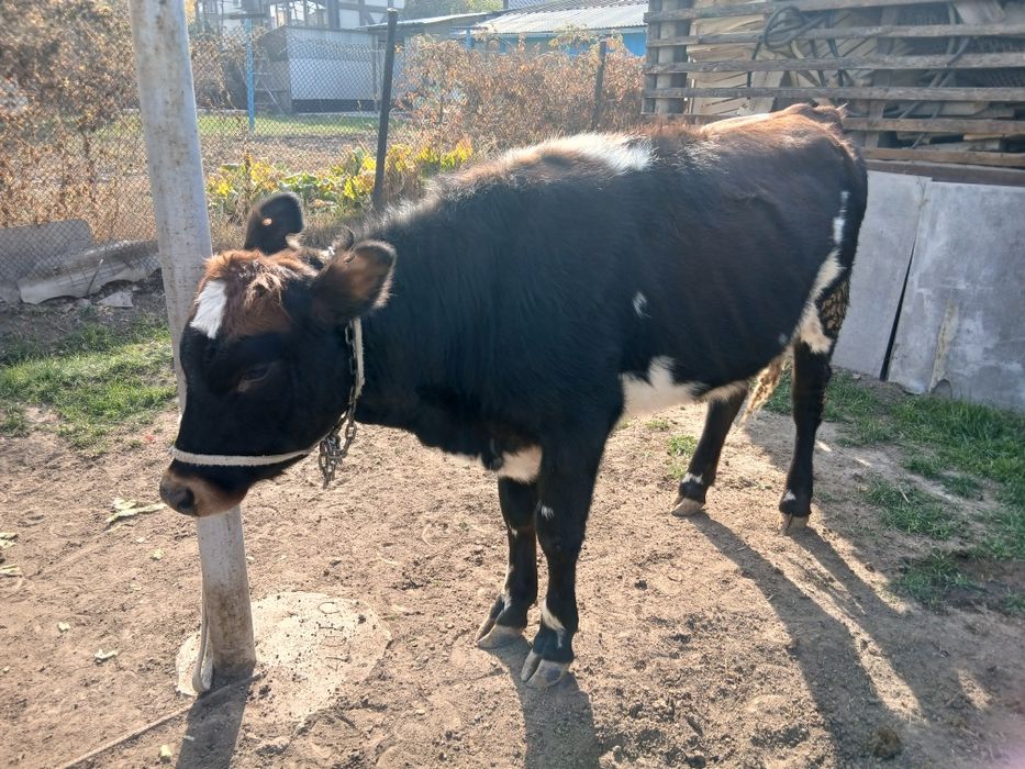 Продам телочку домашняя