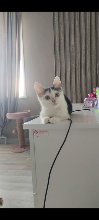 Отдам котенка в добрые руки