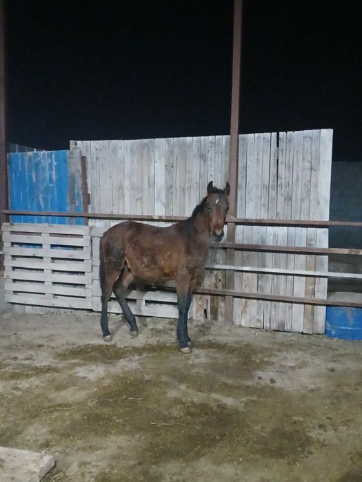 Тай жабагы полукровный  лошад