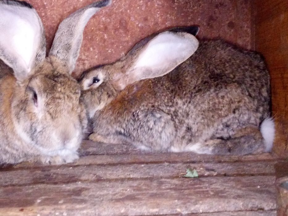 Продам кроликов породы Фландр им 5 месяцев