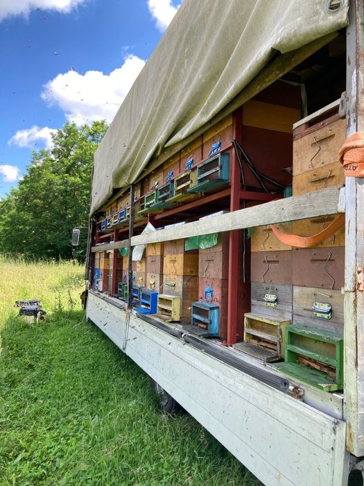 Miere de salcâm, tei sau poliflora