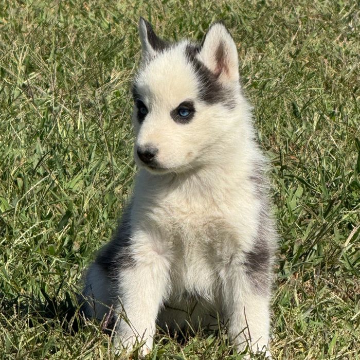Husky siberian superb