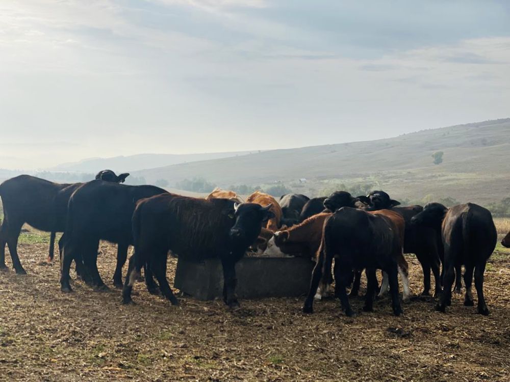 Bivolițe de vânzare