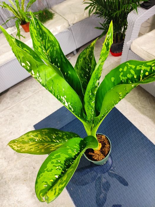 Распродажа декоративные комнатные растения