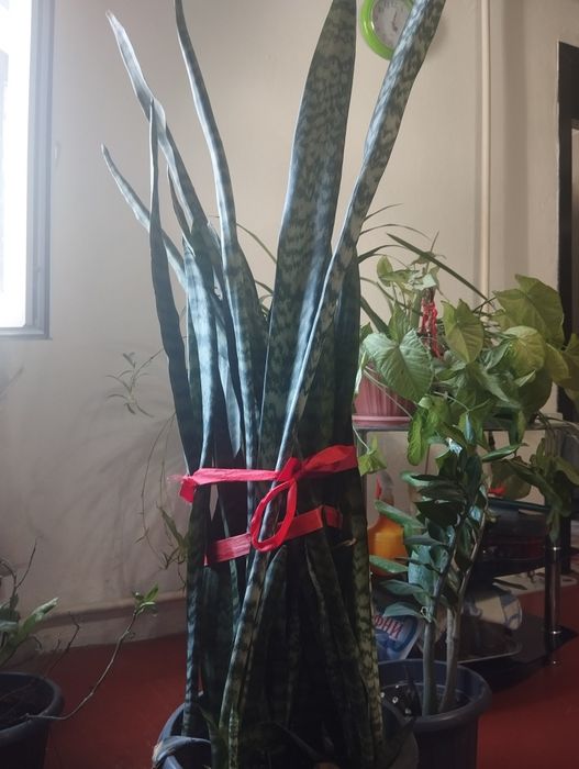 Комнатные цветы, продаю