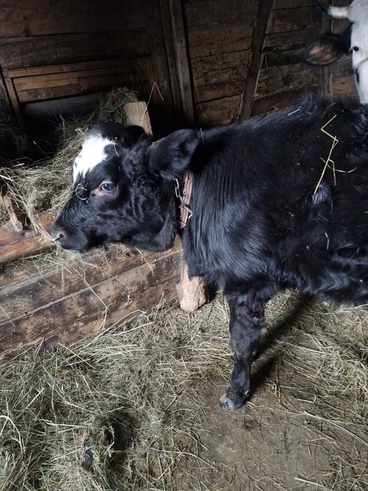 vând vițea de angus