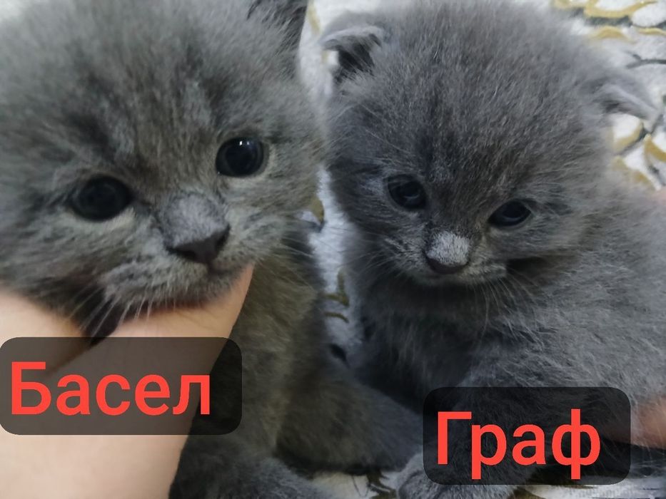 Мушучаларимга бром очилди