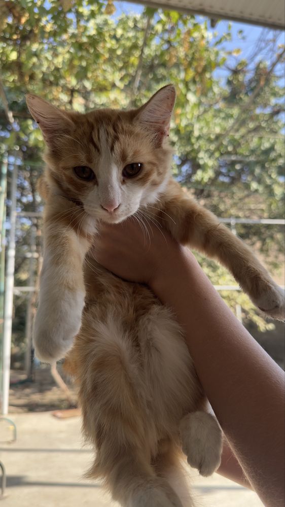 Отдам котят в добрые и любящие руки
