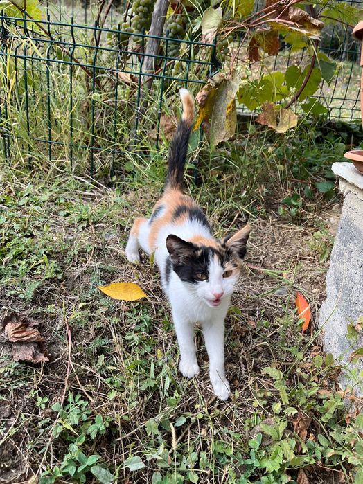 Donez spre adoptie pisicuta gasita in drum sanatoasa,jucausa !
