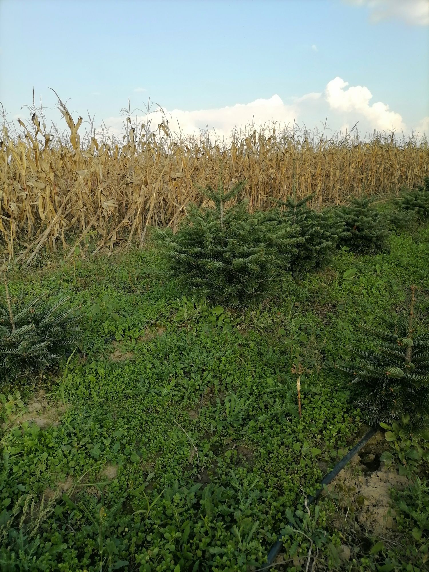 Vand brazi cu radacina pentru plantare