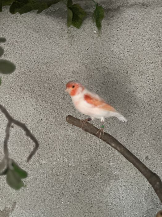 Canari de vanzare