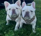 Френски булдог, french bulldog