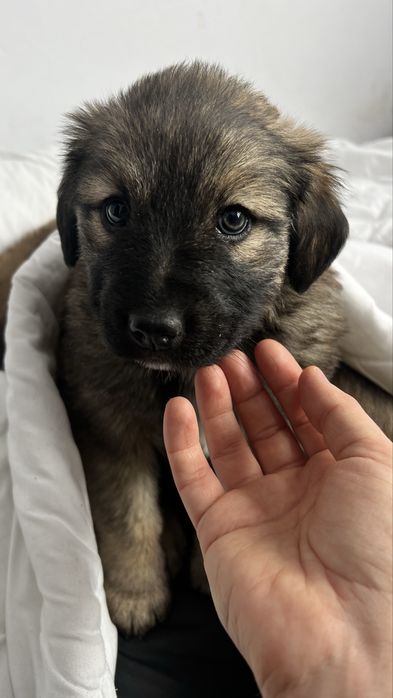 Щенки девочки в добрые руки