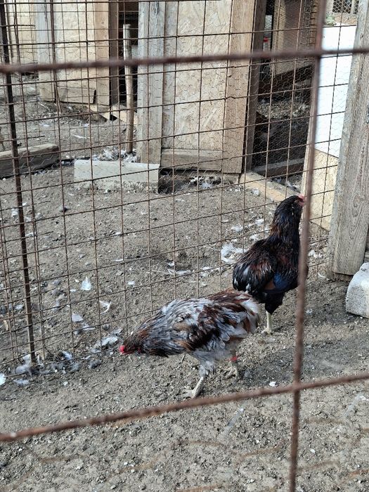 Cocoși tineri Araucana