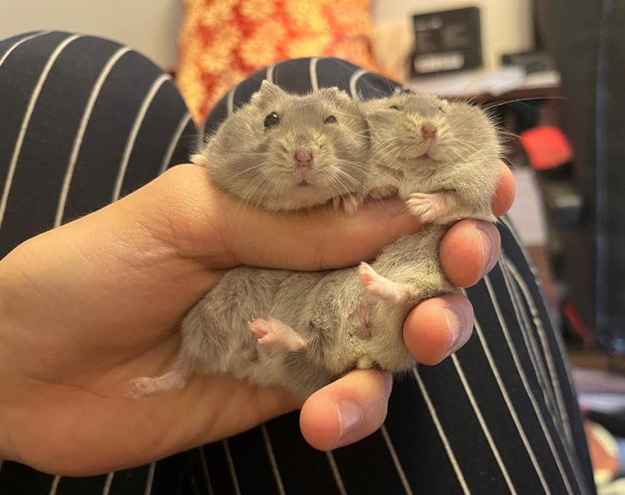 Отдам даром в хорошие руки