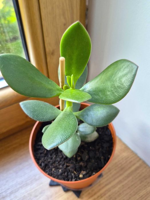 Молодое комнатное растение живое или денежное дерево- крассула.