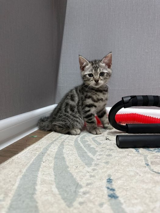Бенгальский мальчик