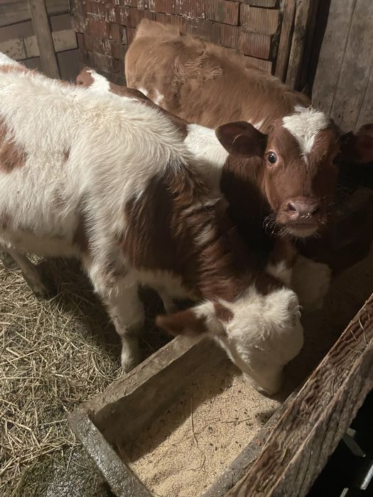 Vițel tăuraș bălțat