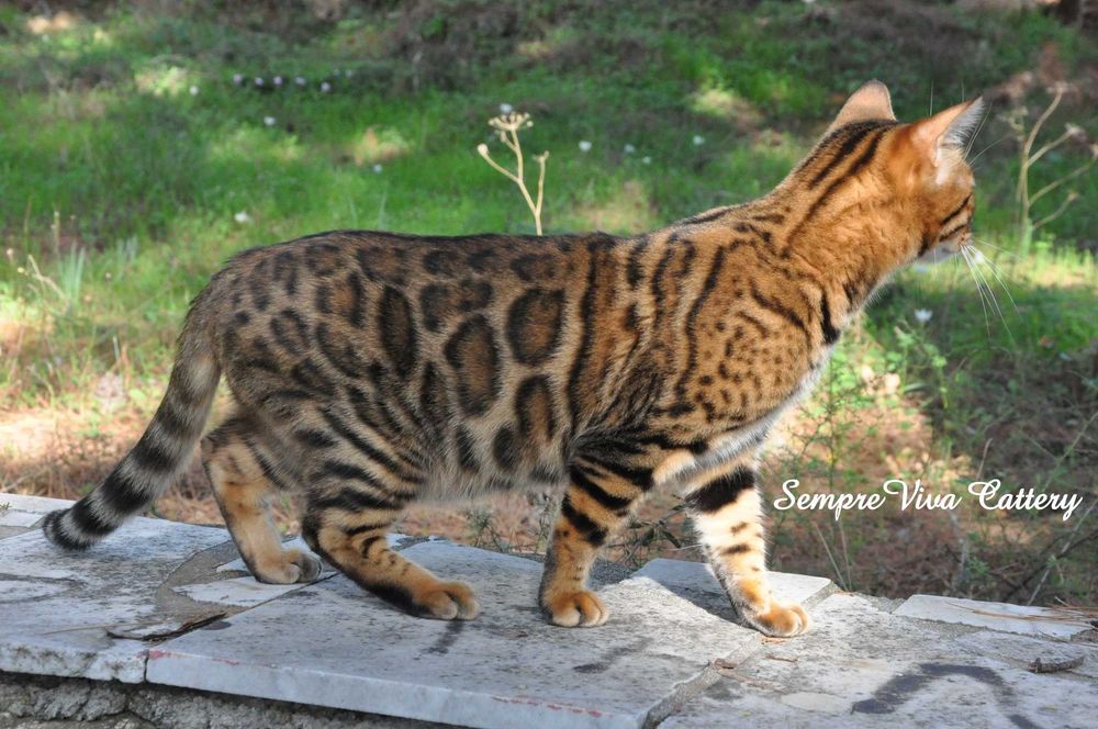 Бенгалско коте мъжко