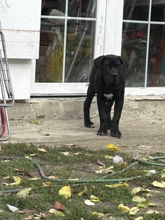 Femela Presa Canario