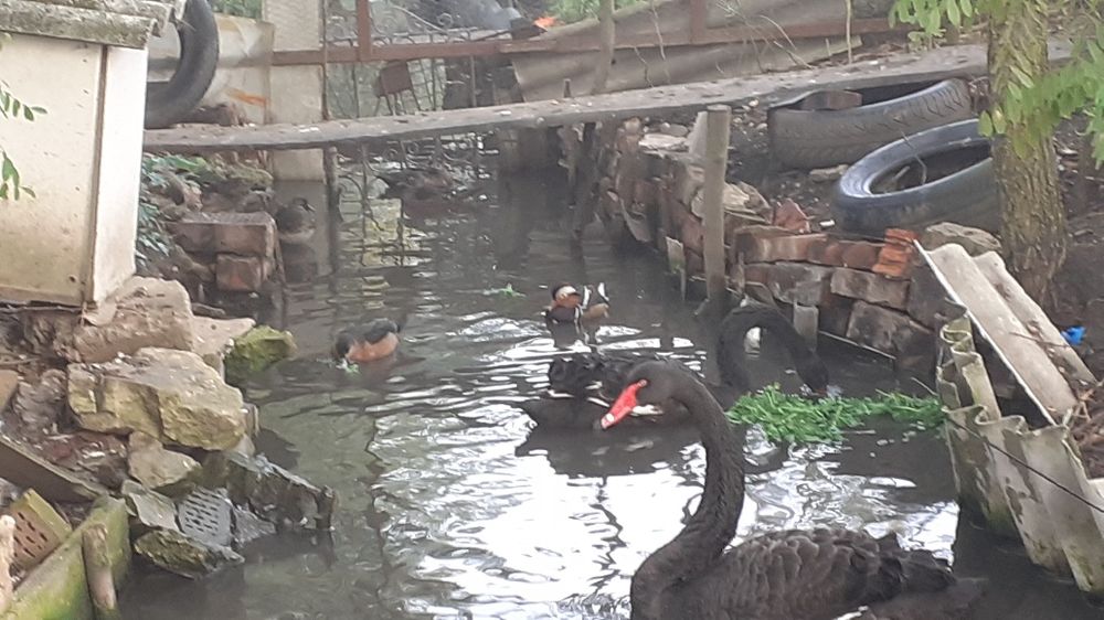 pui de paun arlechini și standard și rațe mandarin