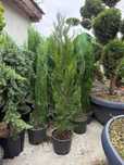 Leylandii chiparos tuia