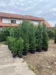 Plante ornamentale