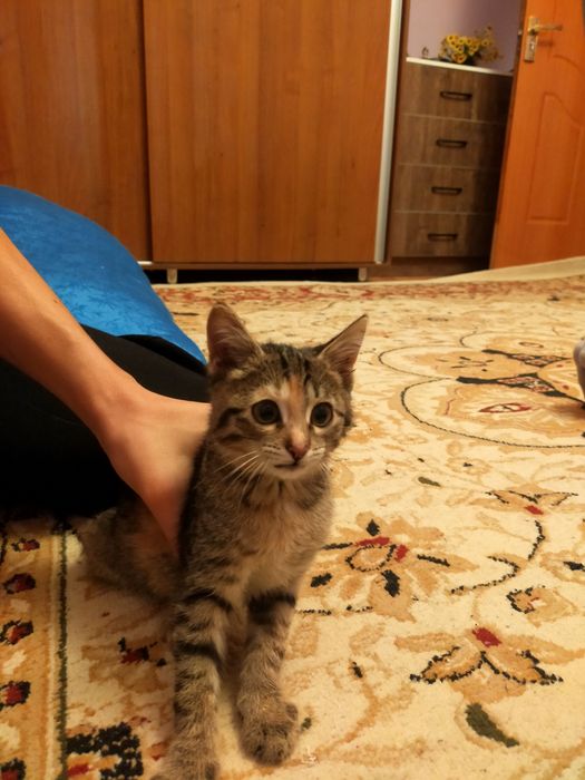 Котёнок девочка, Ищет дом. Отдам даром