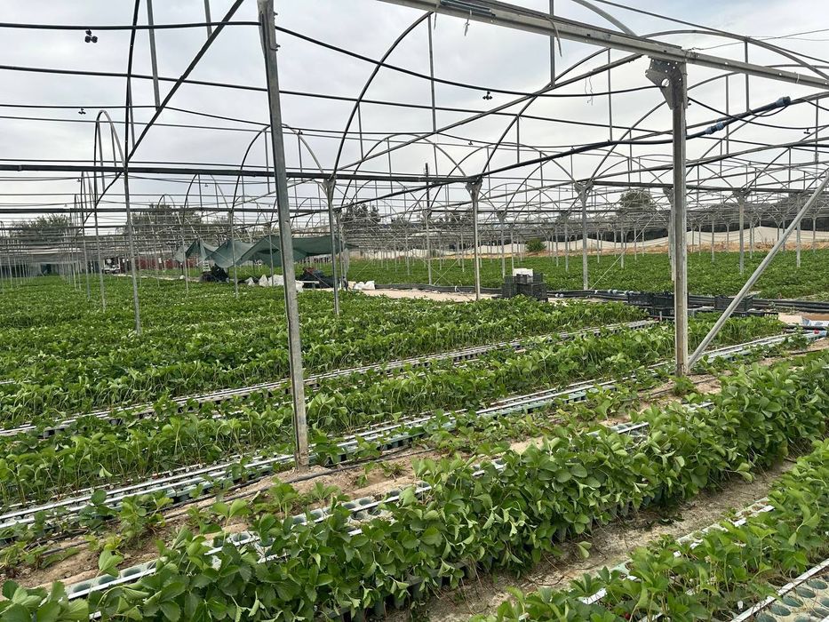 Парник  сотилади   заводской  70сотикники