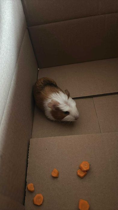 Vând porcușor de guineea