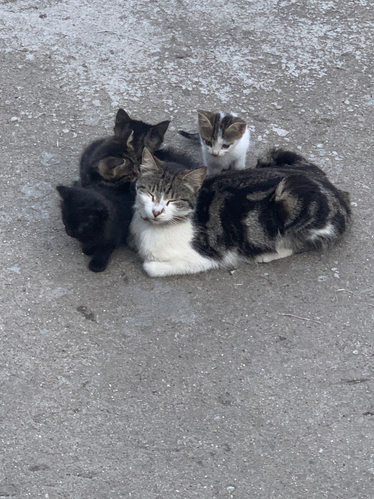 donez familie pisicii !