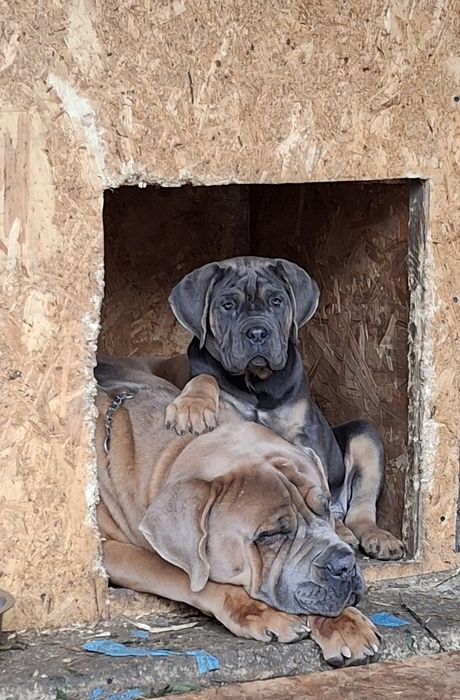 Mascul Cane Corso