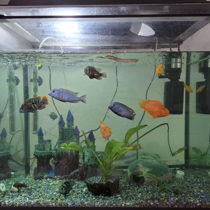 Продам аквариум с рыбками