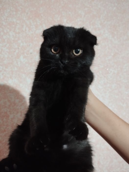 Скоттиш фолд от правильной вязки