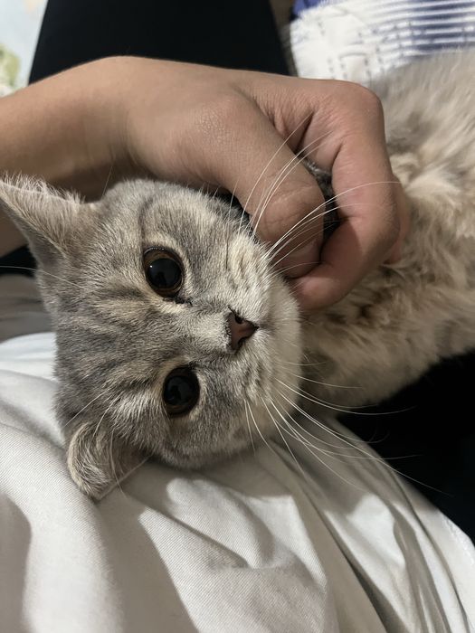 mushuk: skotish fold