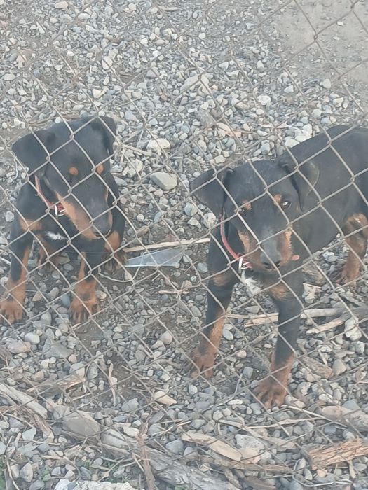 Продам якьтерьер чистокровный