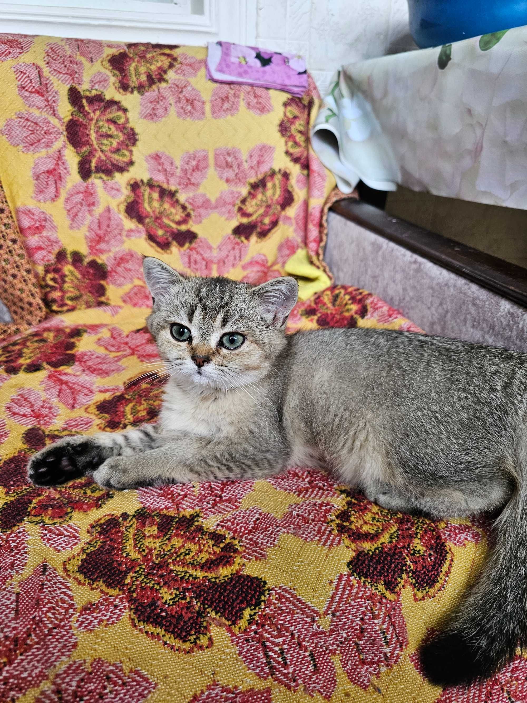 100% Британский котенок .Окрас ШИНШИЛЛА