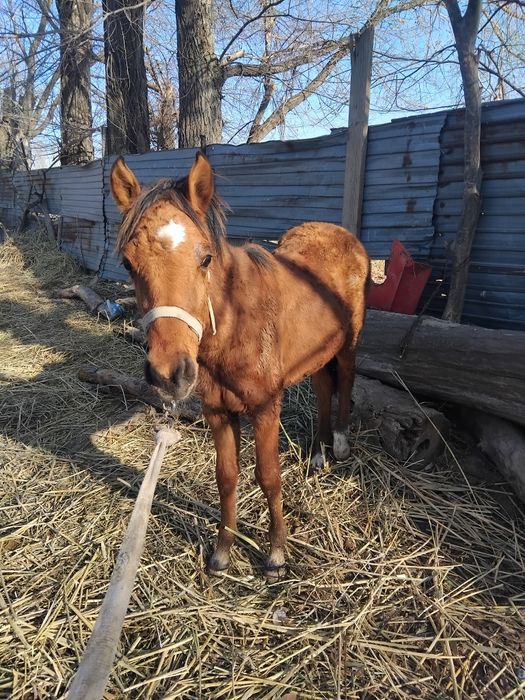 Жабагы ургашы сатылады