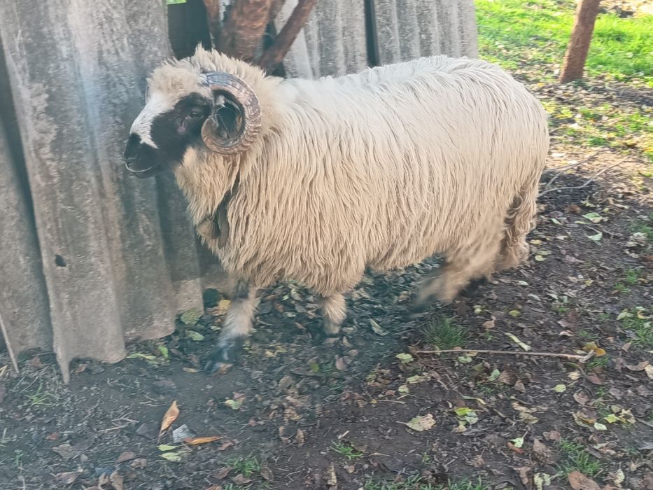 Vând 2 berbecuți de anul acesta